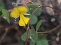 Golden-Flowered Snoutbean